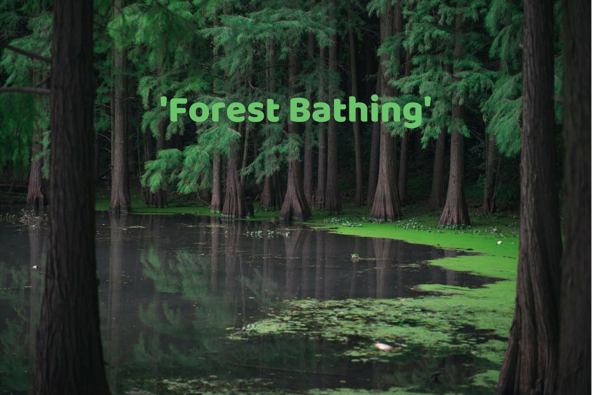 Forest Bathing