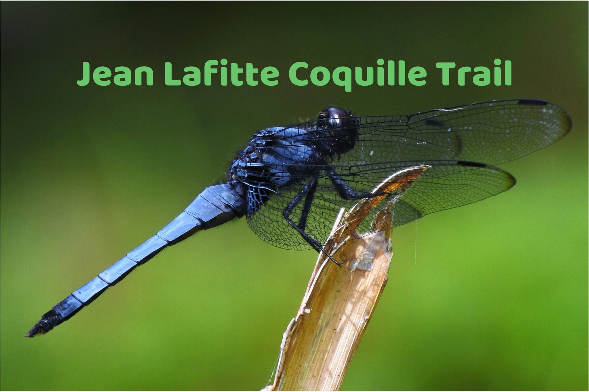 Jean Lafitte